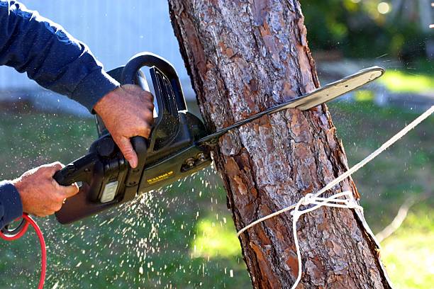 Professional Tree Removal Services in Englishtown, NJ