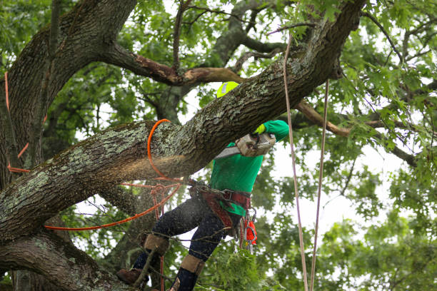 Best Fruit Tree Pruning  in Englishtown, NJ